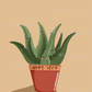 all plants (art print)