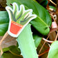aloe vera plant (individual sticker)
