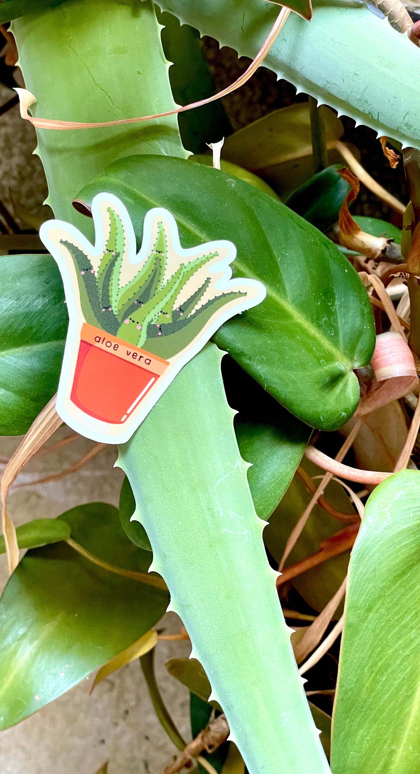 aloe vera plante stikling aloe vera plant (individual sticker) – heypandadesigns